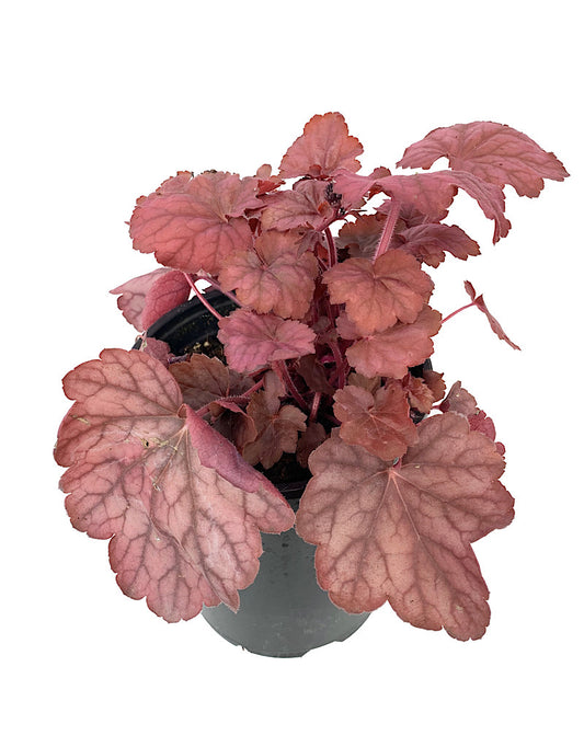 Heuchera 'Georgia Peach'