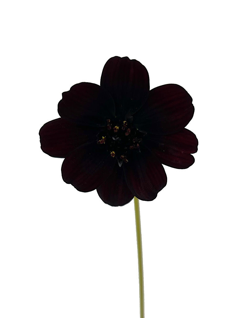 Cosmos a. 'Choca Mocha' 1 Gallon