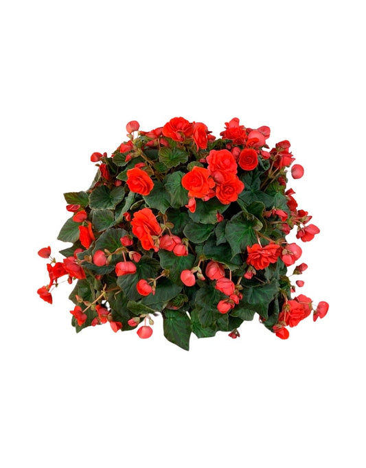 Moss Basket Solenia Begonia