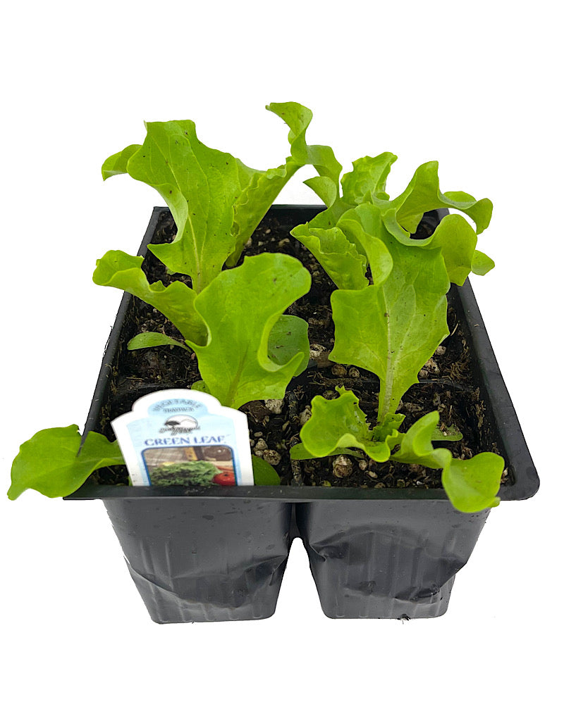 Lettuce 'Green Leaf' Jumbo Traypack