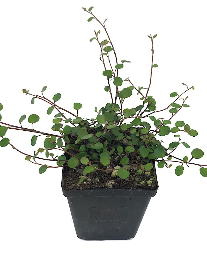 Muehlenbeckia complexa  4 Inch