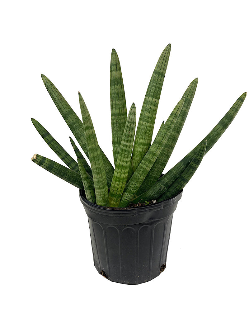 Sansevieria cylindrica 'Starfish' 8 Inch