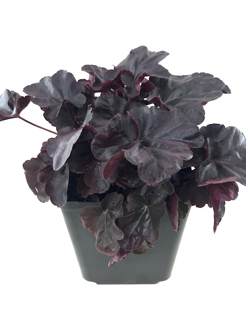 Heuchera 'Obsidian'