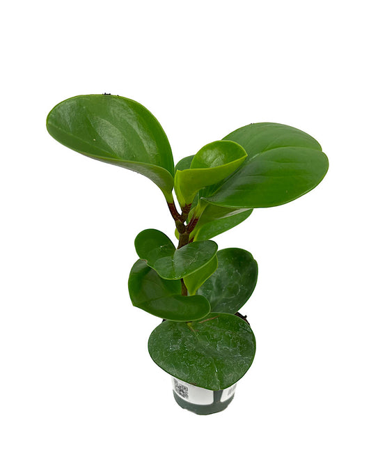 Peperomia Obtusfolia 2 Inch