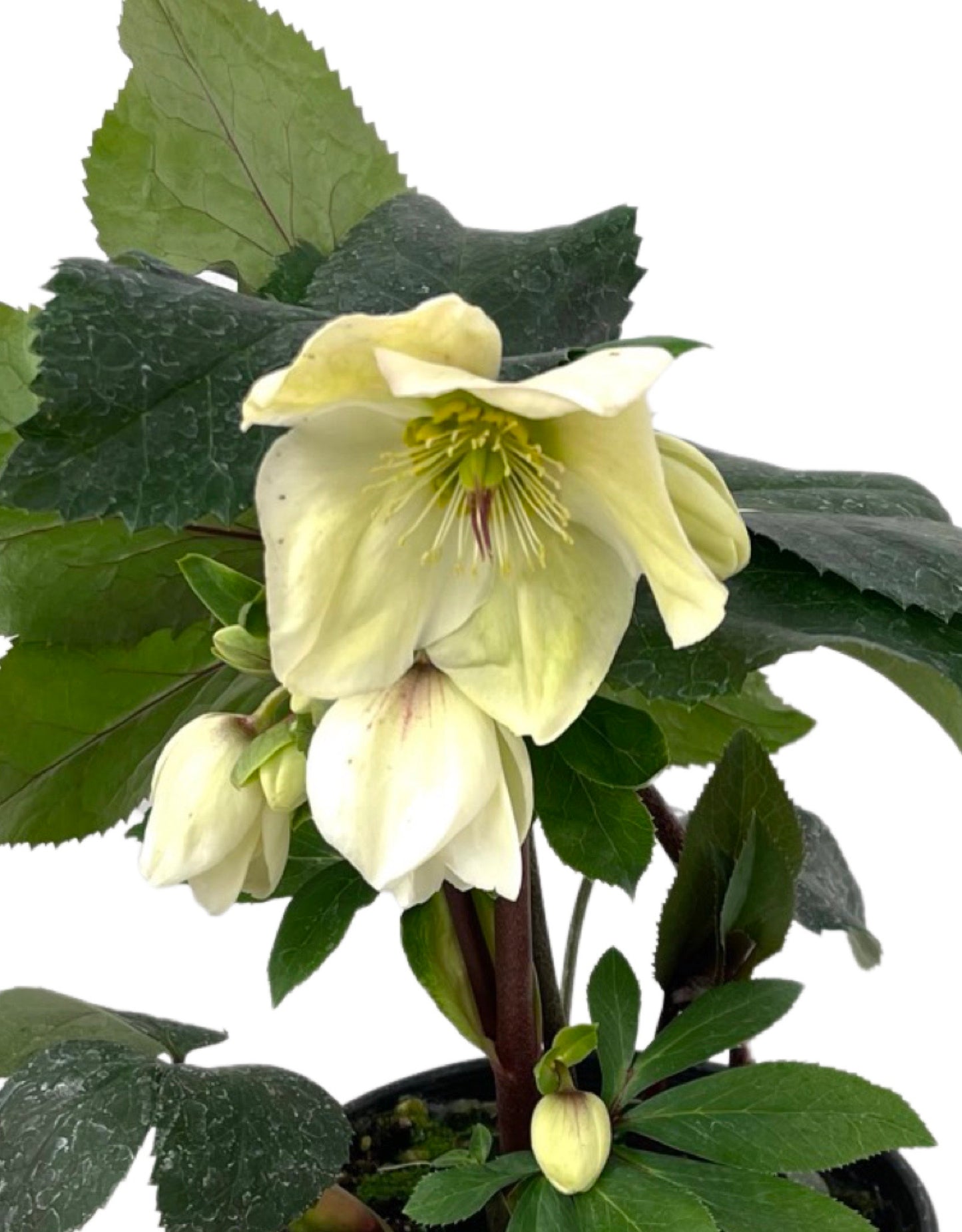 Helleborus 'Ice n' Roses' White 1 Gallon