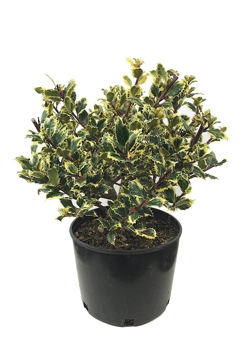 Ilex a. 'Ferox Argentea'  3 gal