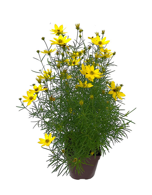 Coreopsis 'Tweety' Quart