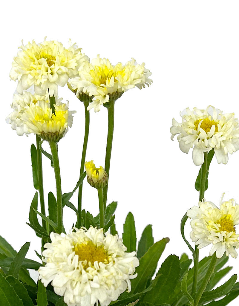 Leucanthemum superbum 'Luna' 1 Gallon