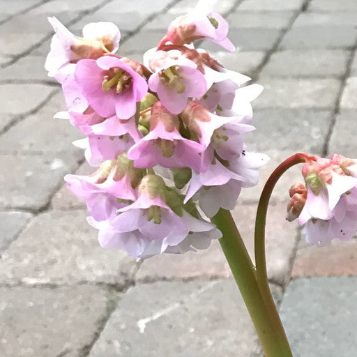 Bergenia 'Baby Doll'