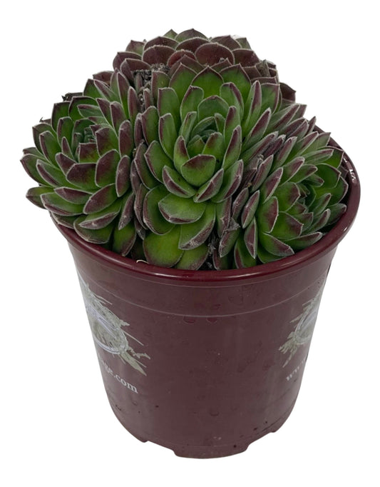 Sempervivum 'Sugar Shimmer' Quart