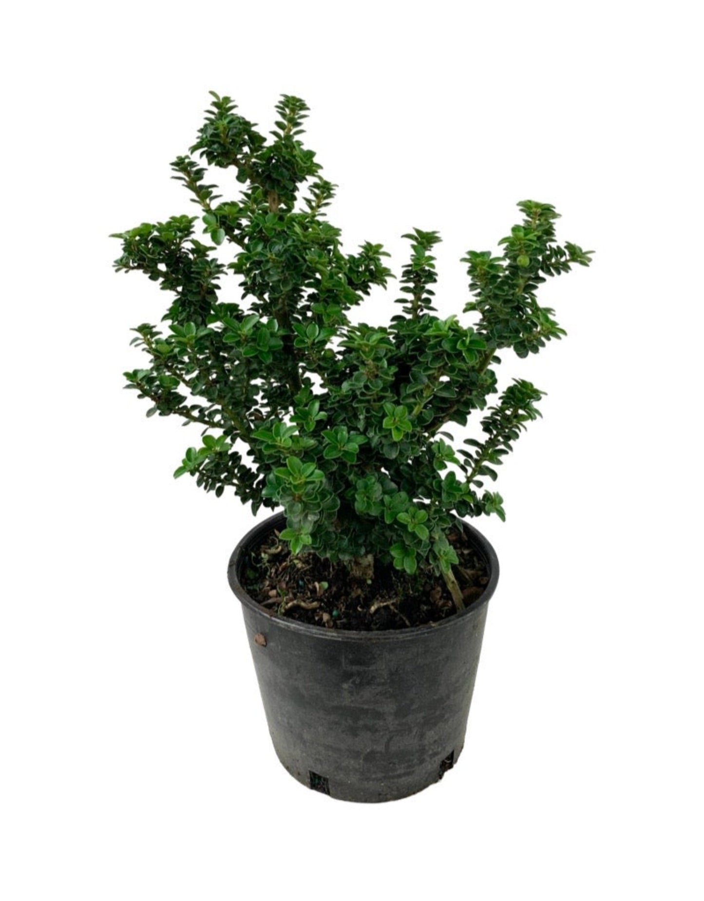 Ilex crenata 'Dwarf Pagoda' 6 Inch