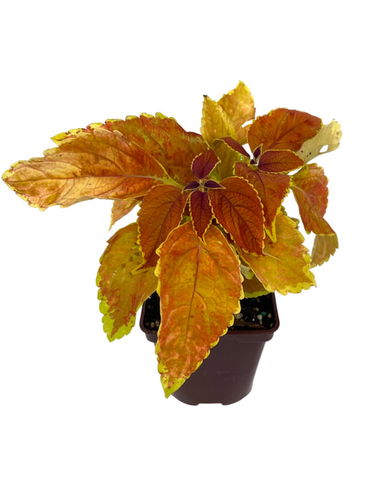 Coleus 'Rustic Orange' 4 Inch