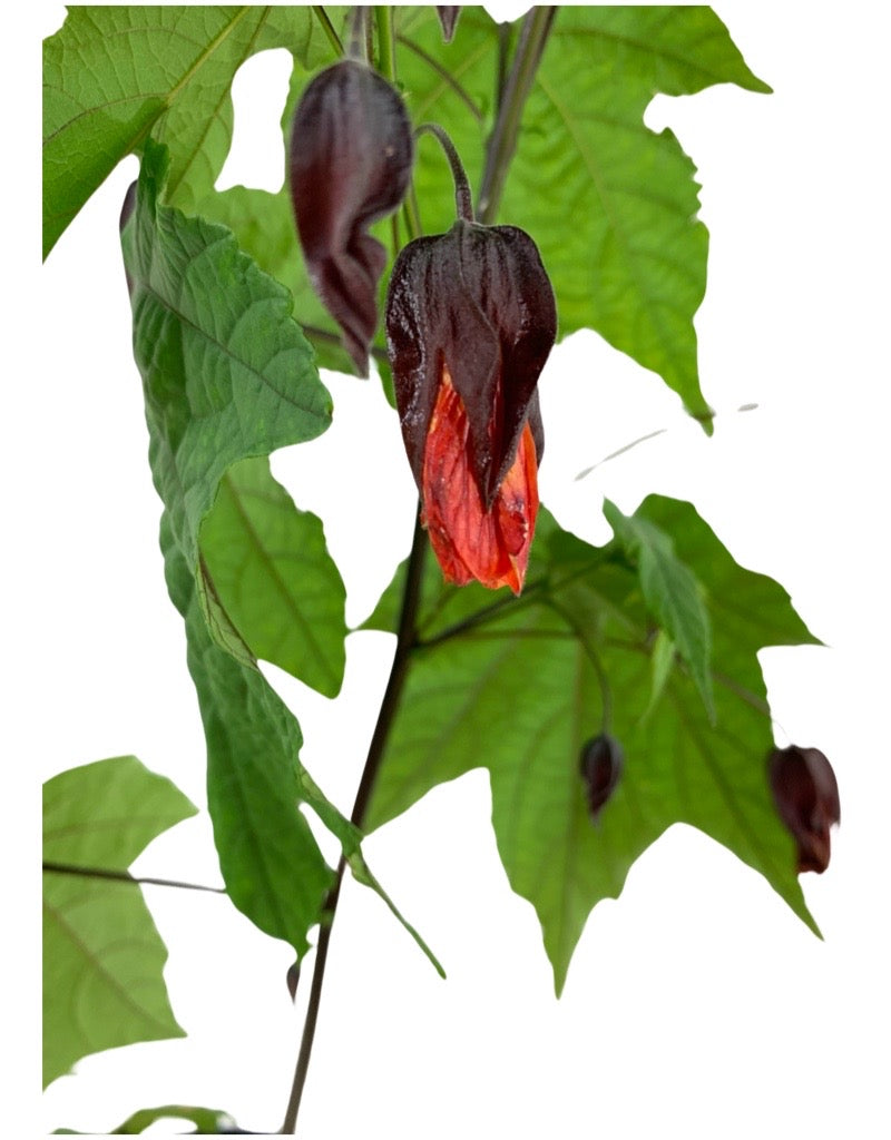 Abutilon megapotamicum 'Red'