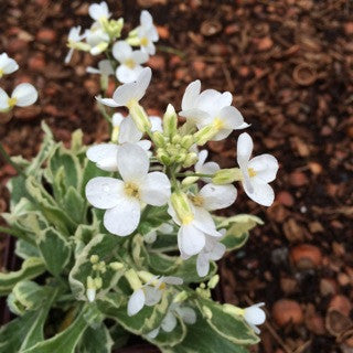 Arabis variegata- Quart