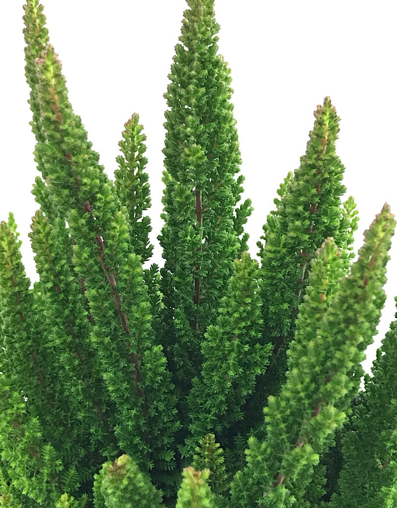 Calluna v. 'Stockholm' - Quart