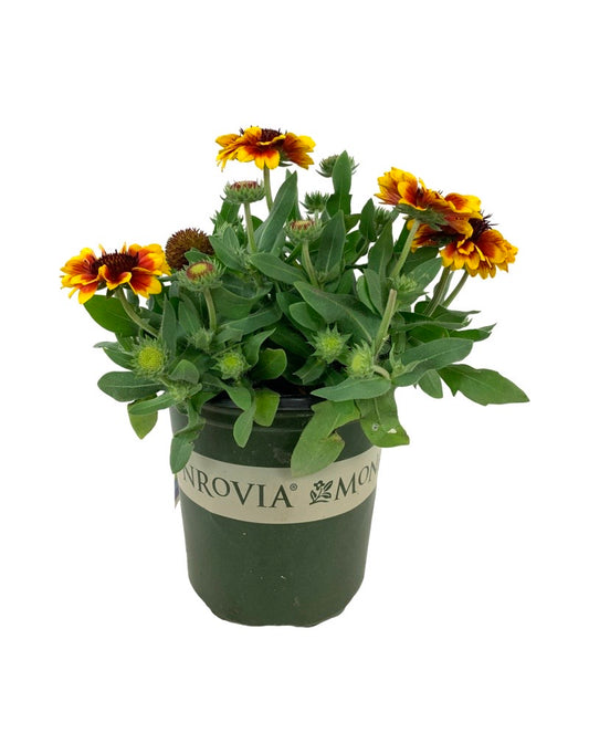 Gaillardia aristata 'Barbican Yellow Red Ring'