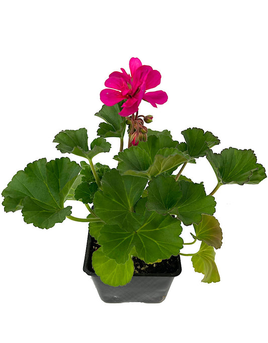 Geranium Zonal 'Tango Violet'