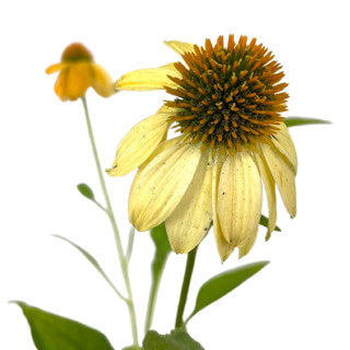 Echinacea 'Sombrero Granada Gold' Quart