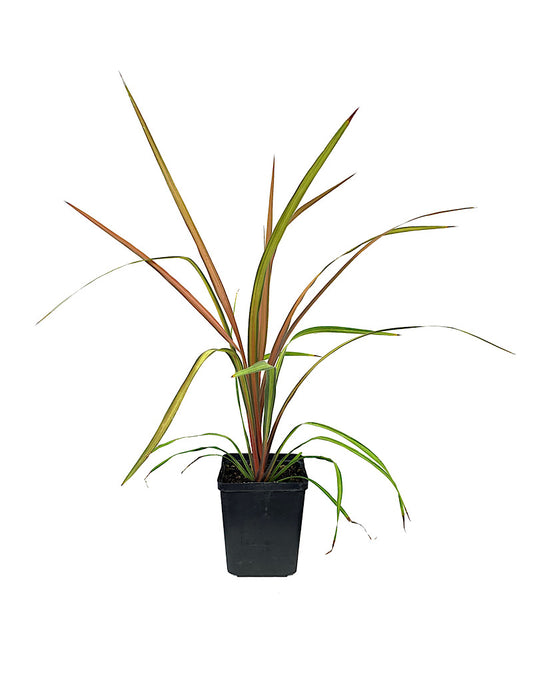 Cordyline albertii 'Cha Cha'