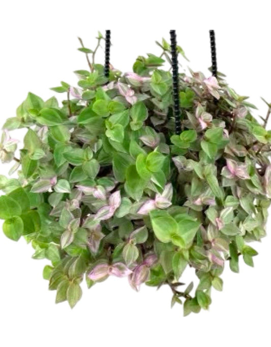 Callisia repens 'Pink Panther' Hanging Basket 4 Inch