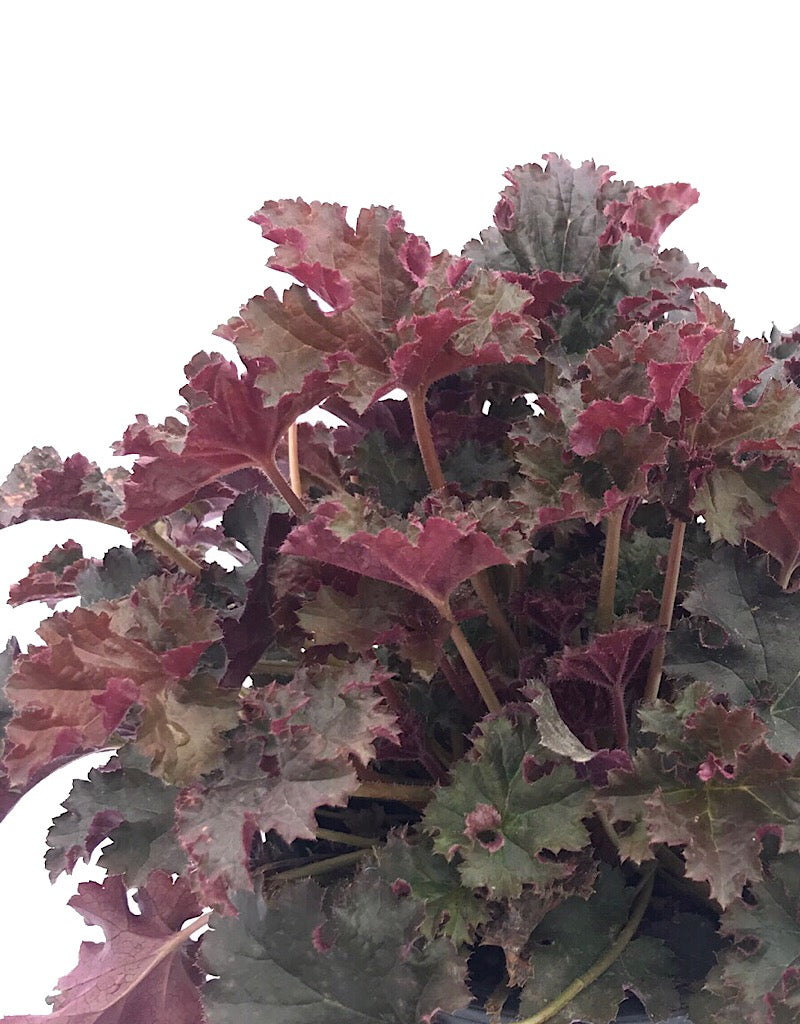 Heuchera 'Crimson Curls' - 1 gal