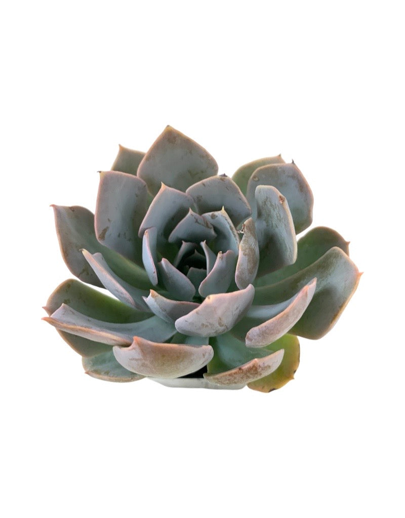 Echeveria cante 'White Shadow'