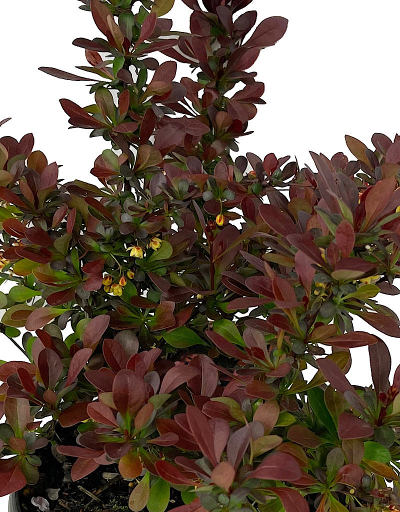 Berberis  €˜Crimson Pygmy  1 Gallon