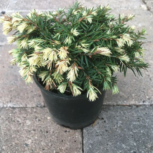 Tsuga canadensis 'Betty Rose' 4 Inch