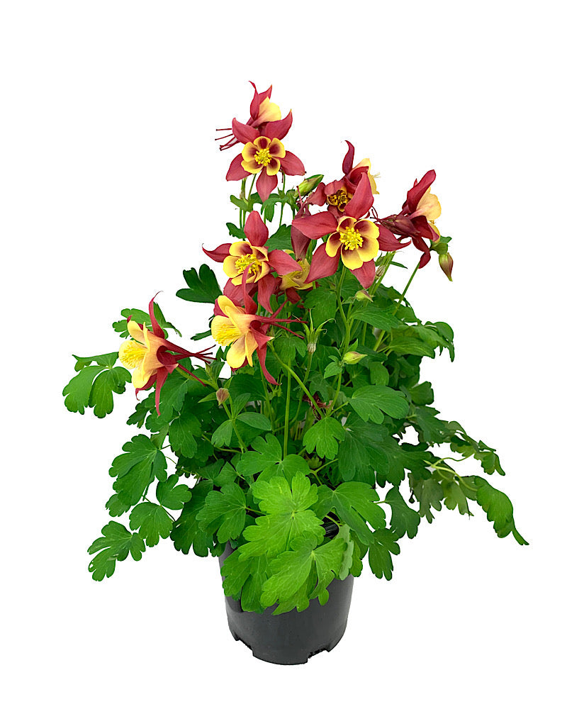 Aquilegia caerulea 'Early Bird Red/Yellow' 1 Gallon