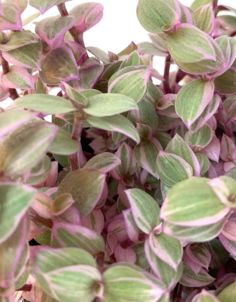 Callisia repens 'Pink Panther' Quart