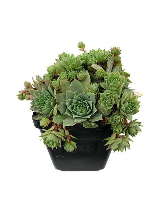 Sempervivum 'Glowing Embers' 4 inch