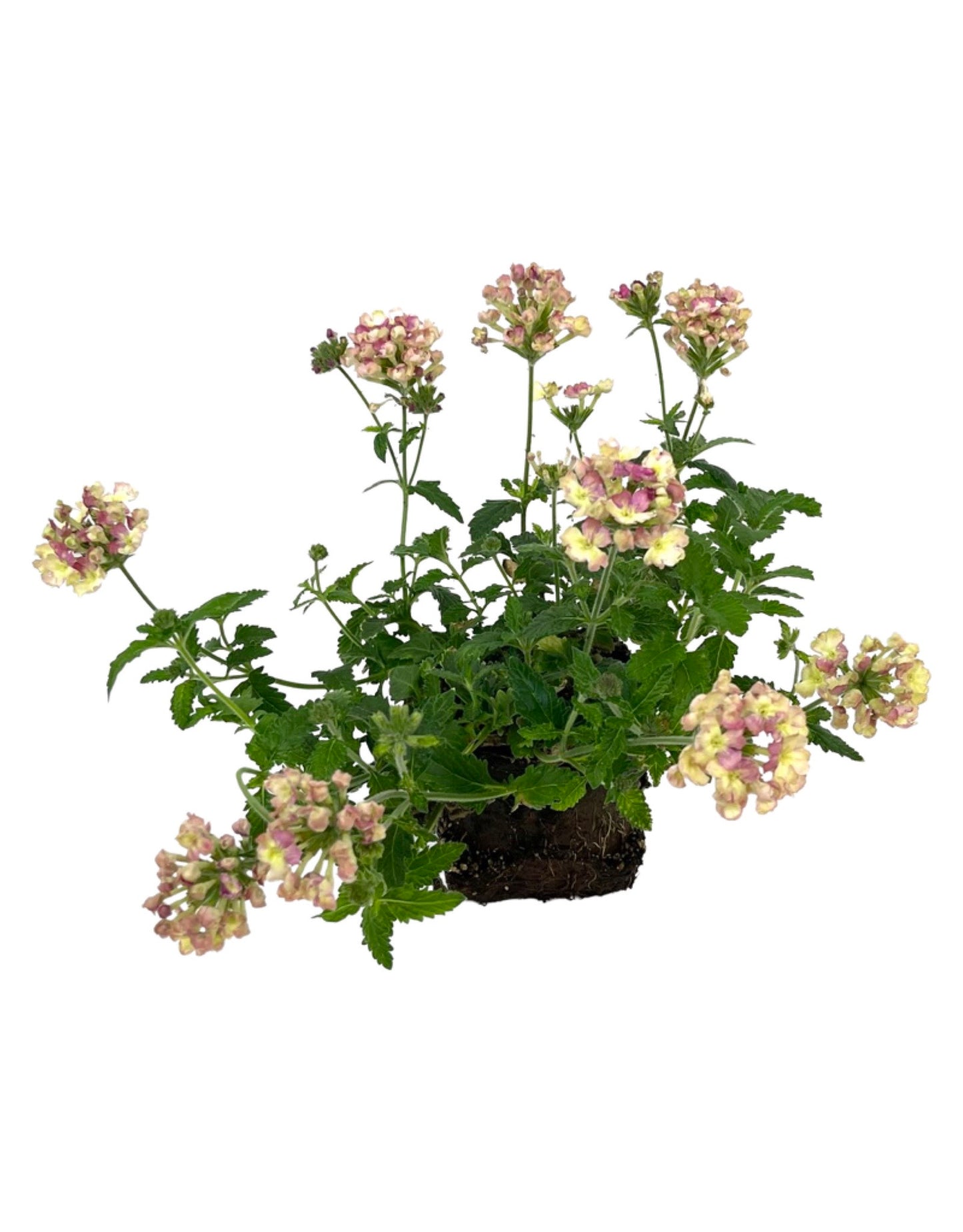 Verbena 'Lanai Vintage' 4 Inch