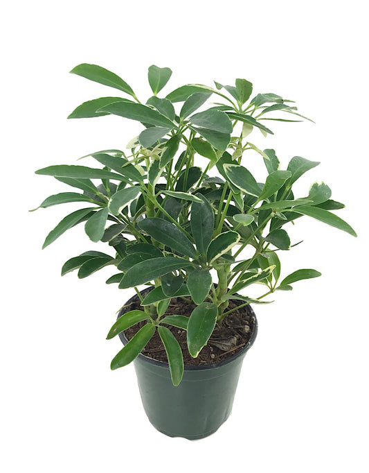 Schefflera arboricola 4 Inch