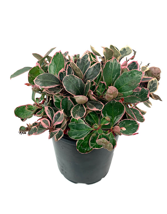 Gaultheria procumbens 'Winter Splash' Quart