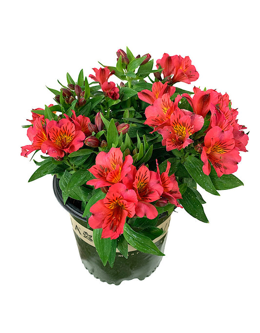 Alstroemeria 'Zaprielia' 2 Gallon