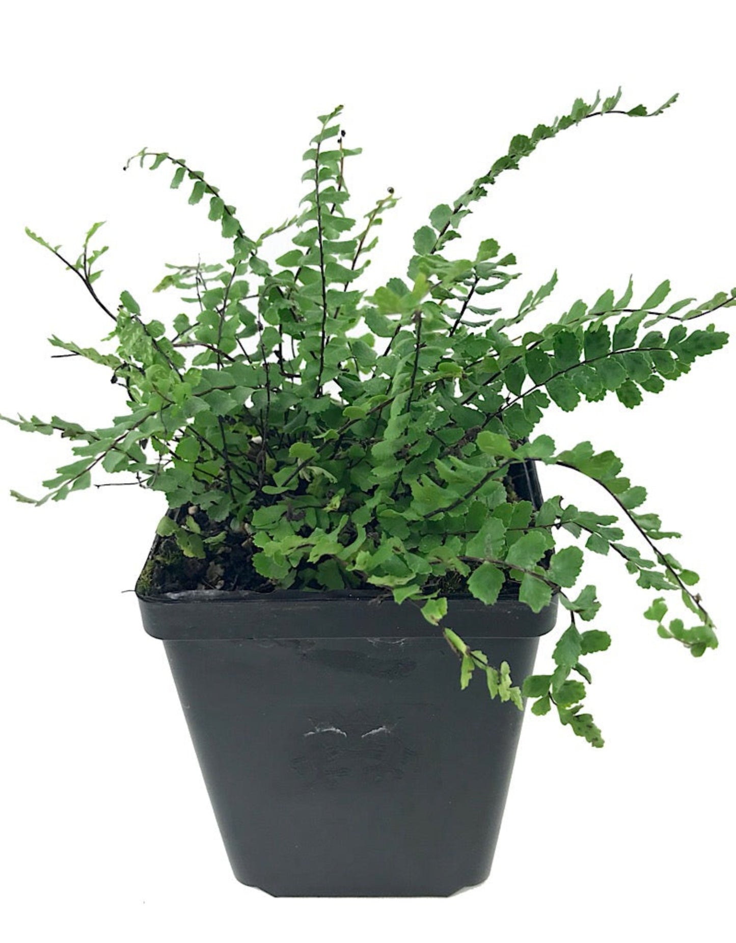 Asplenium trichomanes