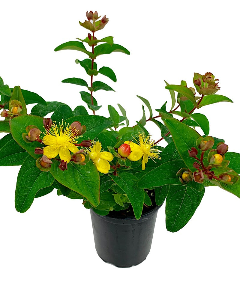 Hypericum inodorum  'Magical Triumph'  Quart