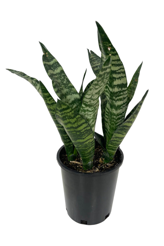 Sansevieria trifasciata 'Superba Robusta' 1 Gallon