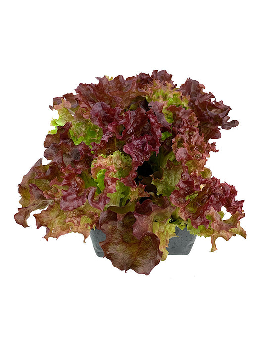 Lettuce 'Lollo Rossa'  Traypack