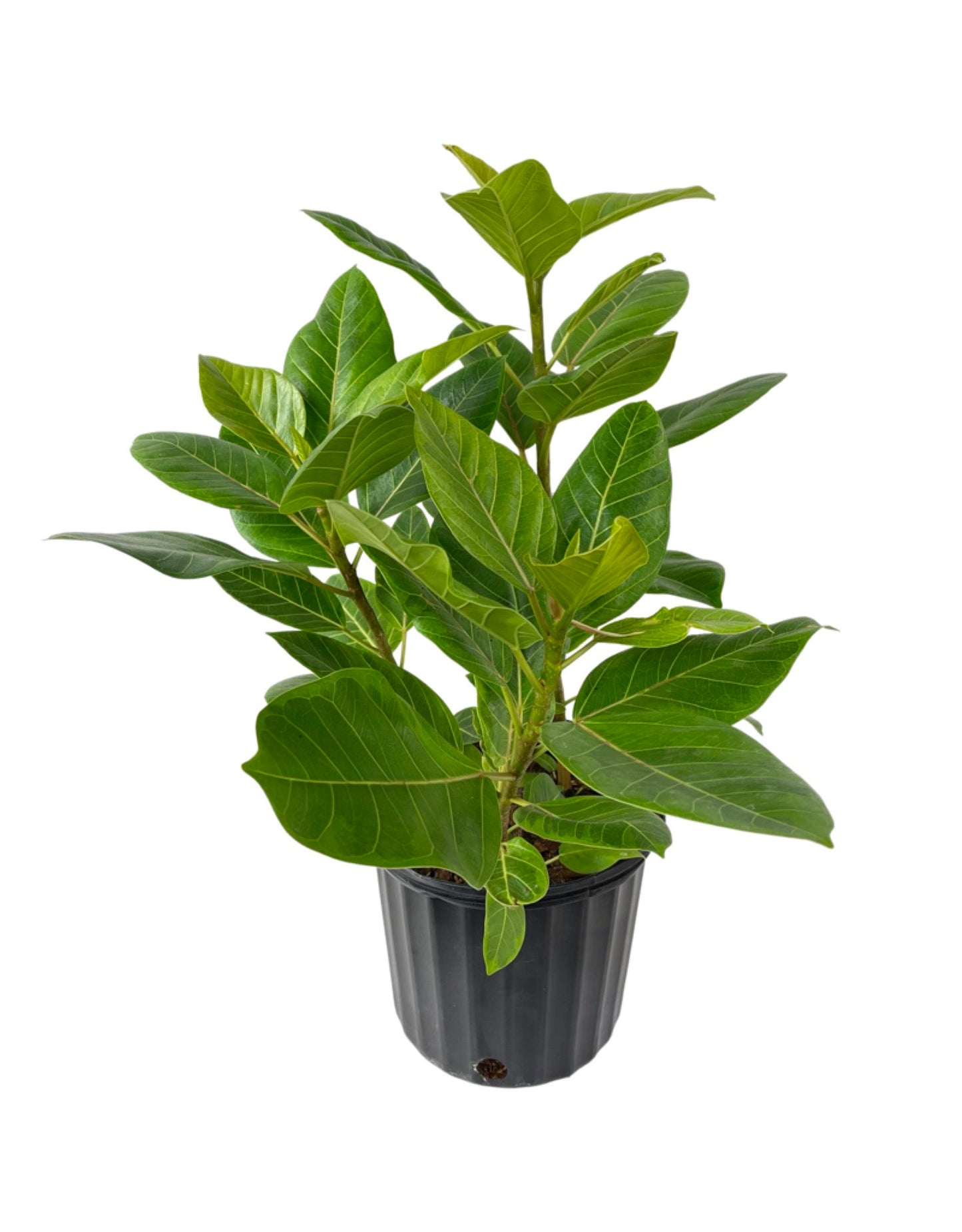 Ficus altissima 10 Inch