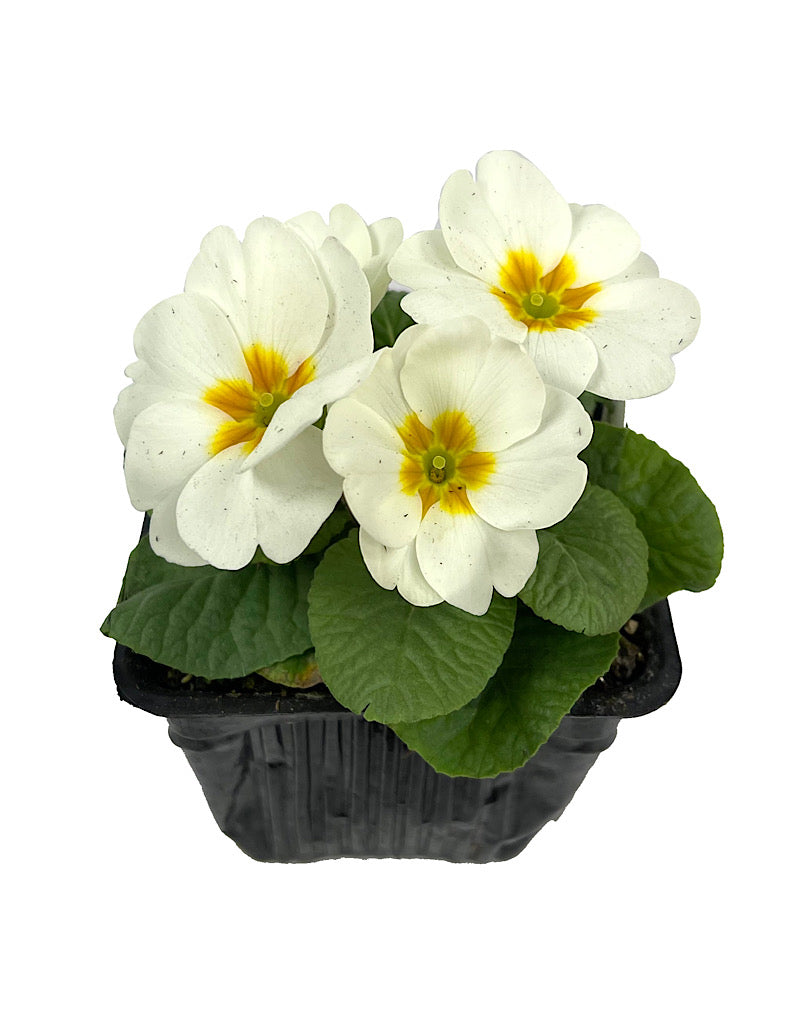 Primrose 4 Inch