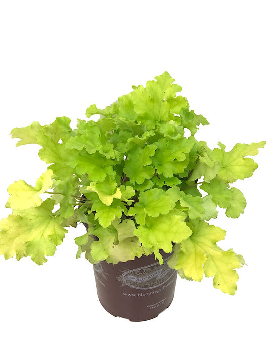 Heuchera 'Lime Marmalade'