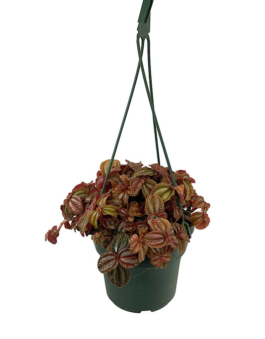 Pilea 'Red Leaf' 6 Inch Hanging Basket