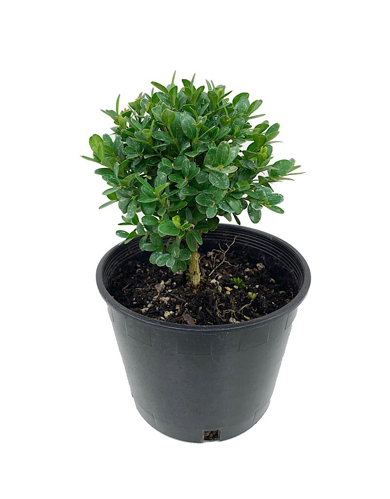 Buxus s. 'Suffruticosa'  6 Inch