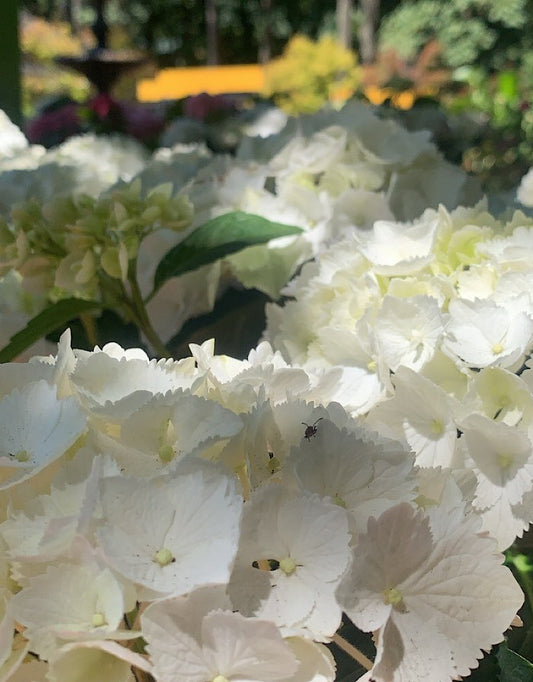 Hydrangea macrophylla 'Pure White' 6 Inch