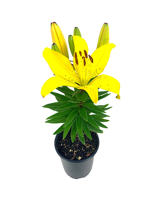 Lilium 'Golden Matrix' Quart