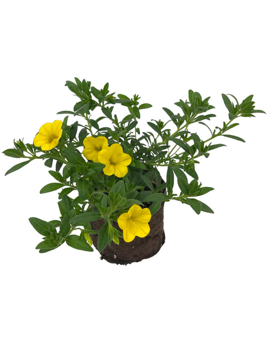 Calibrachoa 'Callie Yellow' 4 Inch