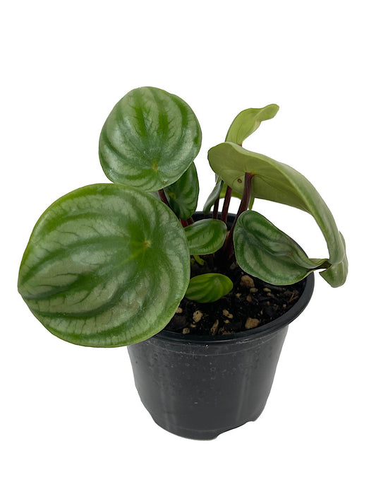 Peperomia argyreia Quart