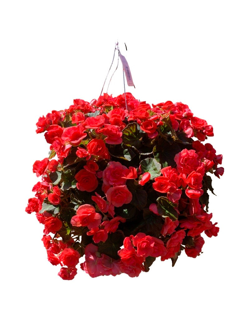 Moss Basket Solenia Begonia