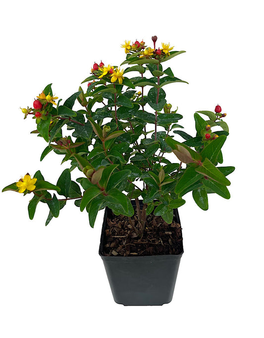 Hypericum 'Magical Triumph' 1 Gallon